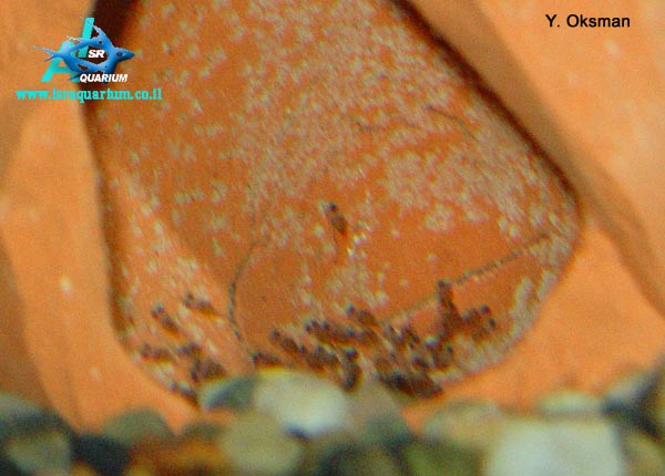 www.israquarium.co.il